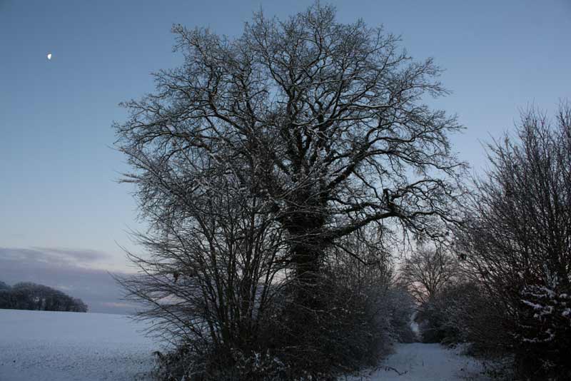 Die große Eiche - Dezember 2012