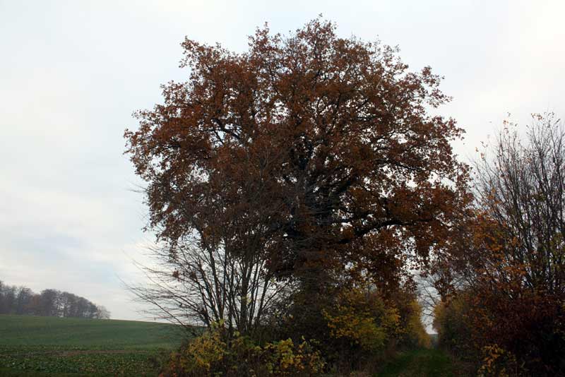 Eiche-November Die große Eiche - November 2012