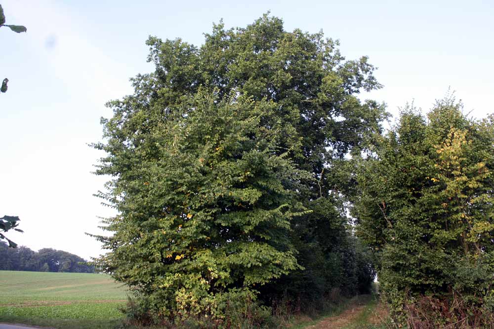 Eiche-September Die große Eiche - September 2012