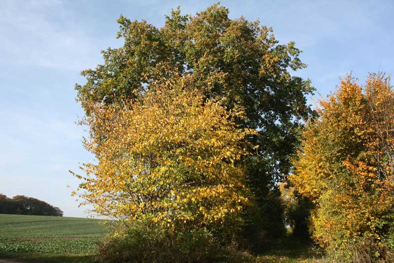 Eicheoktober Die große Eiche - Oktober 2012